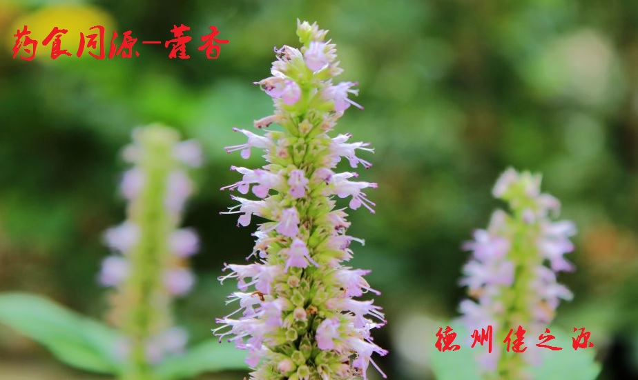 藿香薄荷茶，炎炎烈日的防暑茶